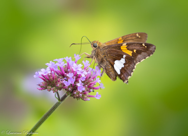 Silver-spotted skipper - Rutgers Botanical Gardens, New Jersey