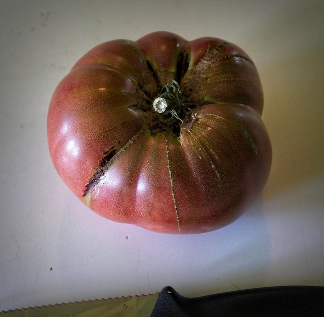 Tomato 'Rosella Purple' 23W34 Tomato S3-