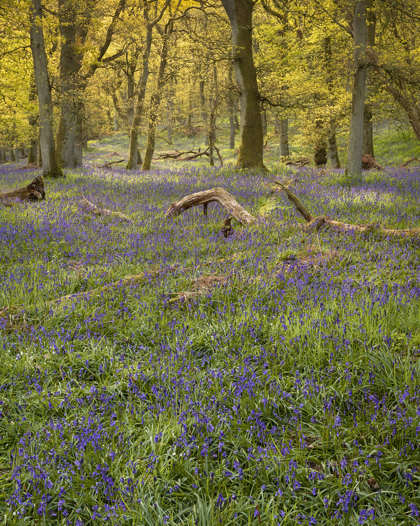 spring renewal | Kinclaven Bluebell Wood | Perthshire