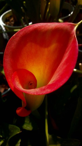 Shine The Light On Me | by Flowermanjoe