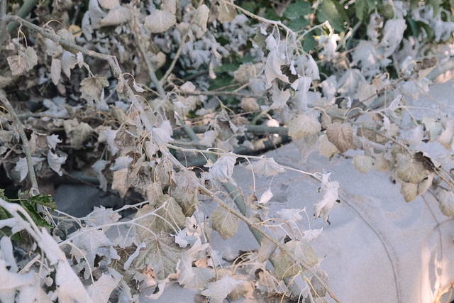 Withered leaves
