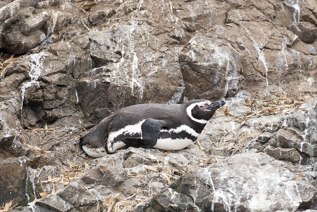 Magellanic penguin at rocks penguins