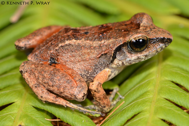 Eleutherodactylus (= Euhyas) atkinsi (Cuban Groin-spotted Frog)