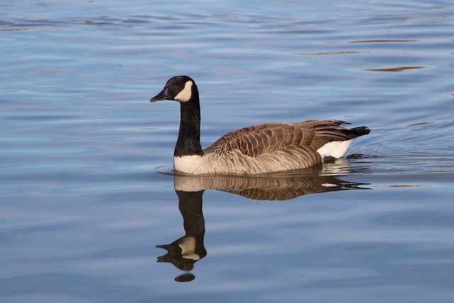 Canada Goose in New Zealand