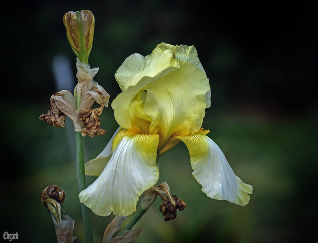Yellow white iris