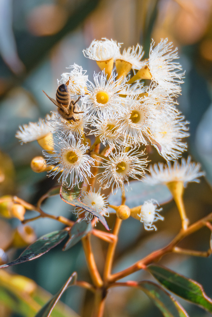 Flowering gum tree with lemon coloured blossoms and honey bee