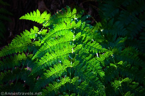Backlit ferns along the next section of the Canyon Vista Trail, Worlds End State Park, Pennsylvania