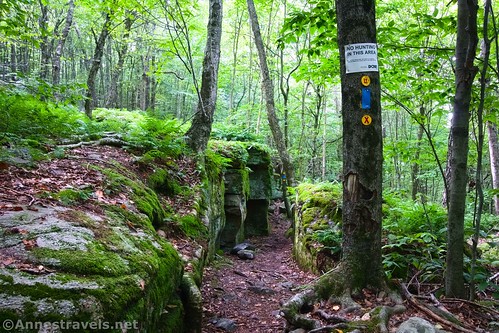 On the Loyalsock Trail portion of the Canyon Vista Trail, Worlds End State Park, Pennsylvania