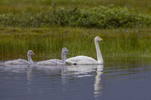 Whooper Swan Family