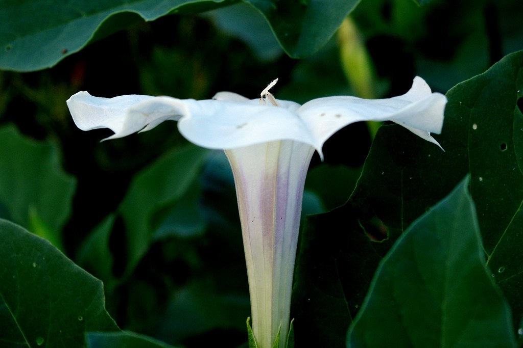 Side view of datura blossom