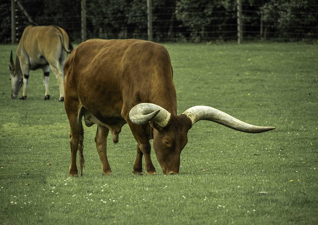 Ankole-Watusi cattle  Blair Drummond Wildlife Park by Stirling