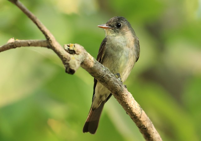 eastern wood-pewee at Ludwig Park IA 116A5141