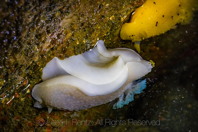 Noble Dorid Laying Ribbon of Eggs at Point of Arches