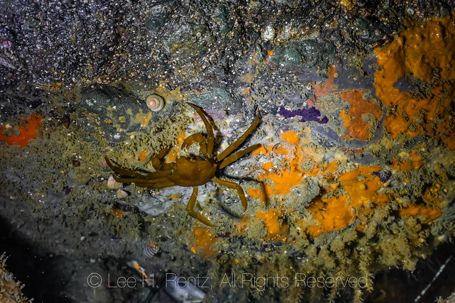 Northern Kelp Crab at Point of Arches