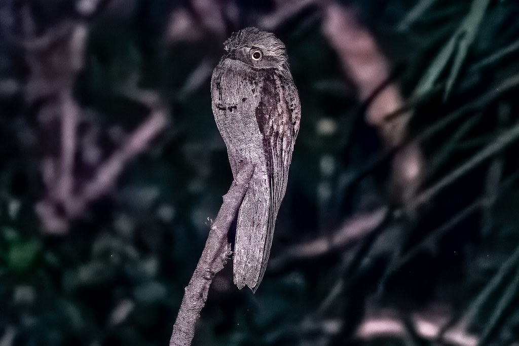 Torch-lit Potoo in the dead of night