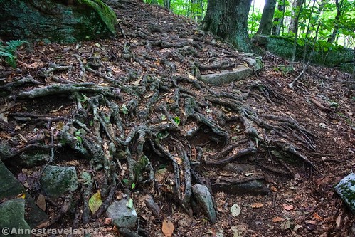 Tree roots not too far from the parking area on the Canyon Vista Trail, Worlds End State Park, Pennsylvania