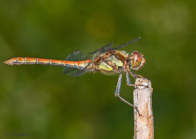 Dragonfly..genus Sympetrum.