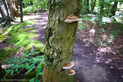 Fungus on a tree along Loyalsock Creek and the Canyon Vista Trail, Worlds End State Park, Pennsylvania