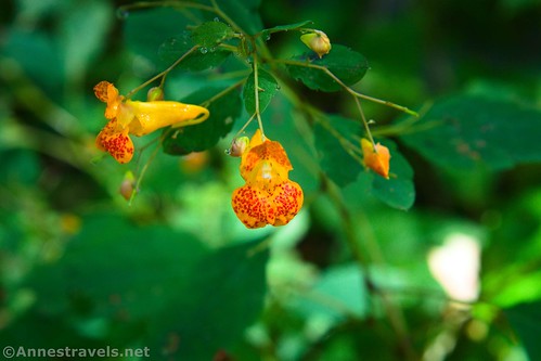 Orange Jewelweed along the Worlds End State Park, Pennsylvania