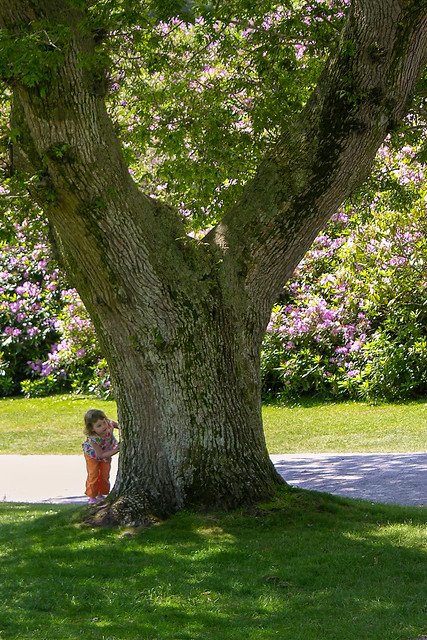 Child behind tree, Republic of Ireland