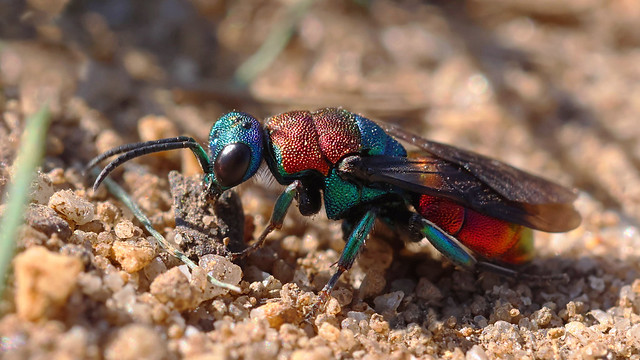 Jewel wasp ~ Hedychrum niemelai or the Noble Cuckoo Wasp ~ Hedychrum nobile ??