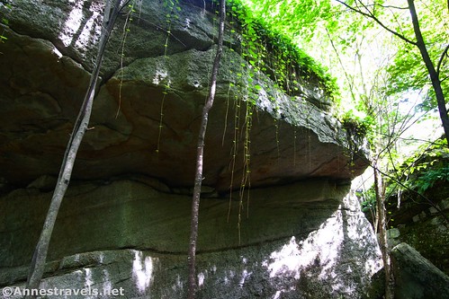 Vine tendrils from on top of a boulder, Cold Run Trail, Worlds End State Park, Pennsylvania