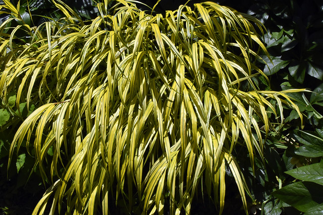 variegated Hakone grass