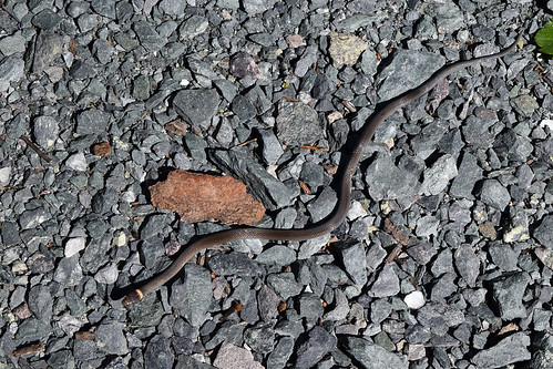 Northern Ring-necked Snake Northern Ring-necked Snake (&lt;i&gt;Diadophis punctatus edwardsii&lt;/i&gt;), Monterey Peak, Blue Ridge Summit, Pennsylvania