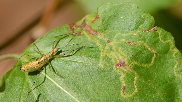 Assassin Bug on Canyon Sunflower with leaf-miner tunnels