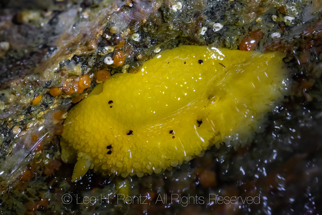 Noble Dorid at Point of Arches