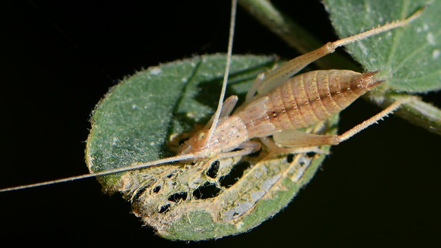 Tree Cricket nymph on Wild Sweetpea