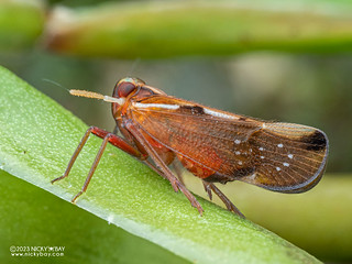 Planthopper (Delphacidae) - P7105858