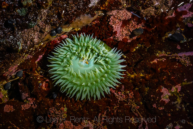 Giant Green Anemone in a Tide Pool at Point of Arches