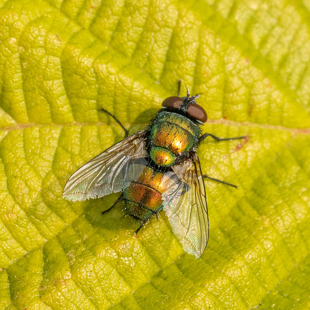 Common European Greenbottle Fly ?