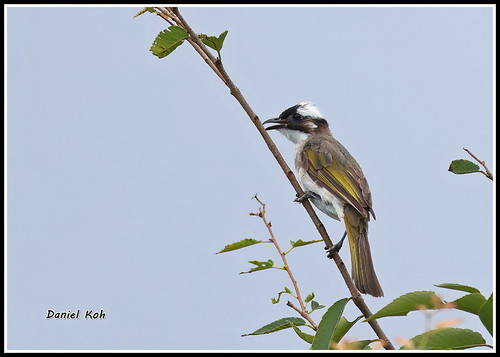 Light-vented Bulbul | by hiker1974