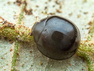 Ladybird beetle (Coccinellidae) - P7095659