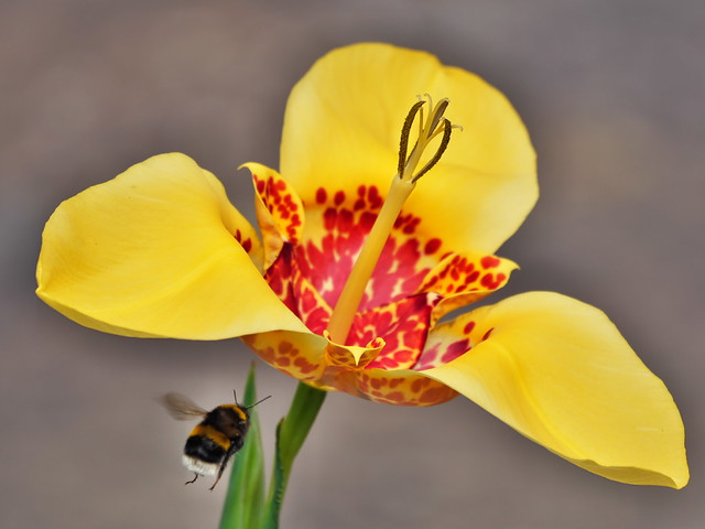 Yellow Tigridia flower