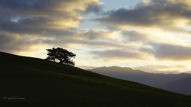 Lone tree silhouette...