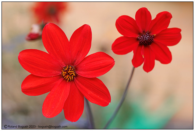 Dahlias