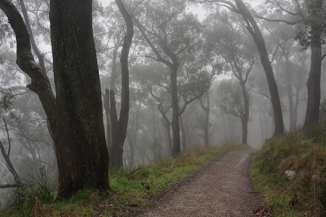 Mount Dandenong trees in fog