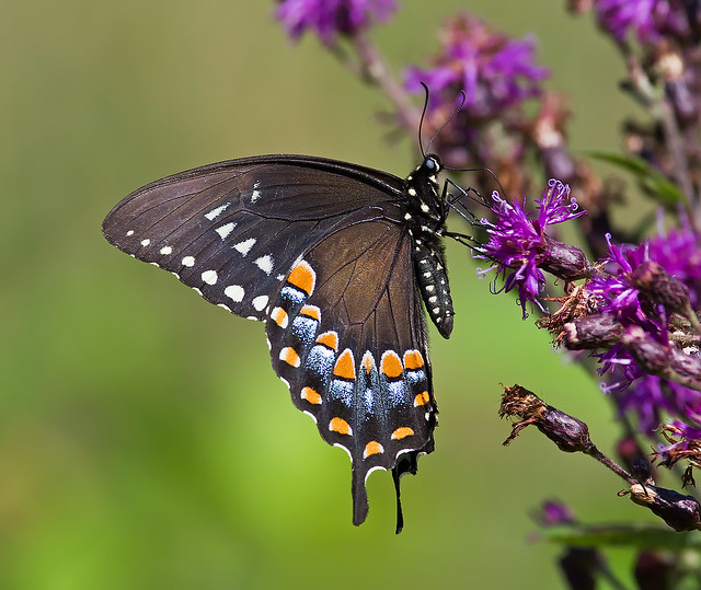 Spicebush Swallowtail (Papilio troilus troilus)