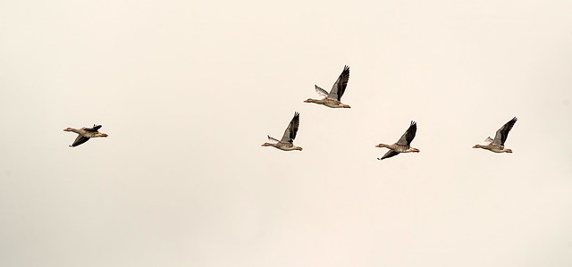Flying geese over Hestholm Sø in Denmark