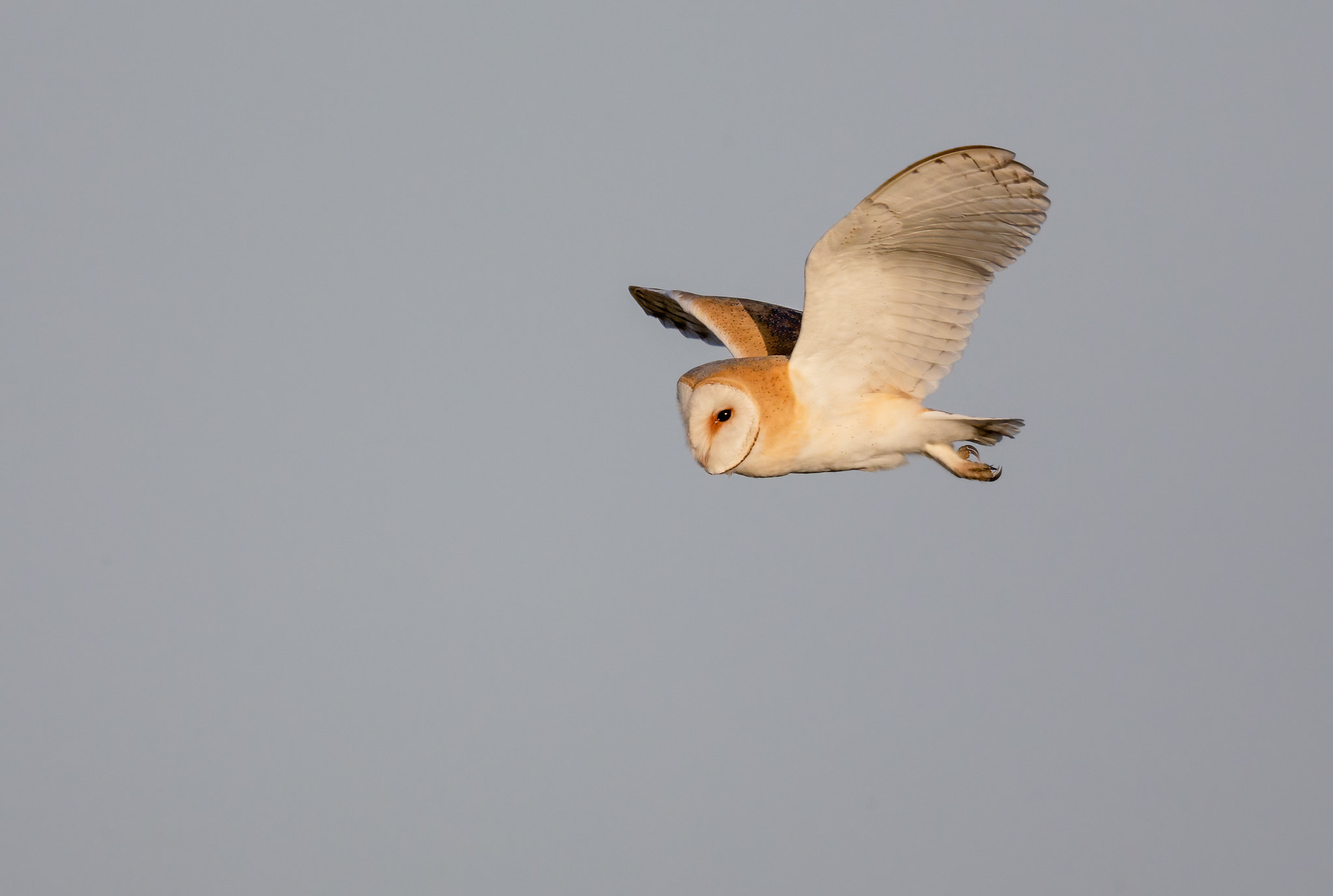 Barn Owl - re-processed from Jan 2015