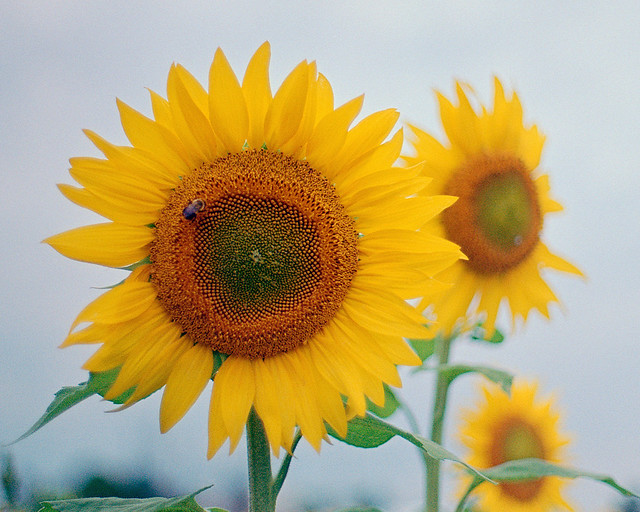 Sunflower, Ashton Ontario