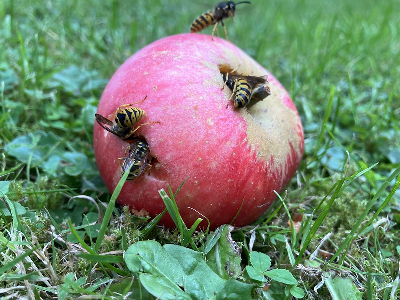 Digger bees demolishing a windfall apple