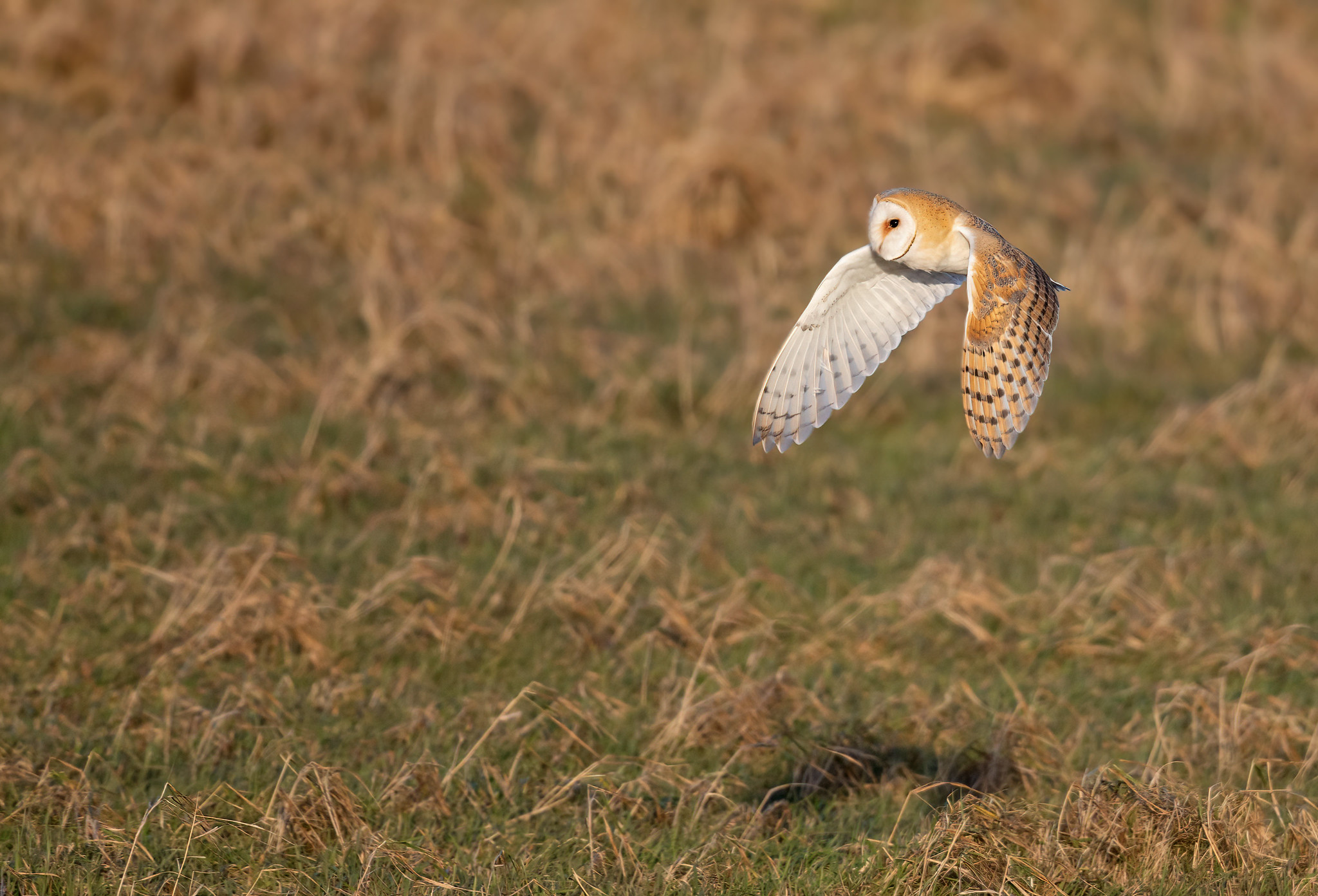 Barn Owl - re-processed from Jan 2015