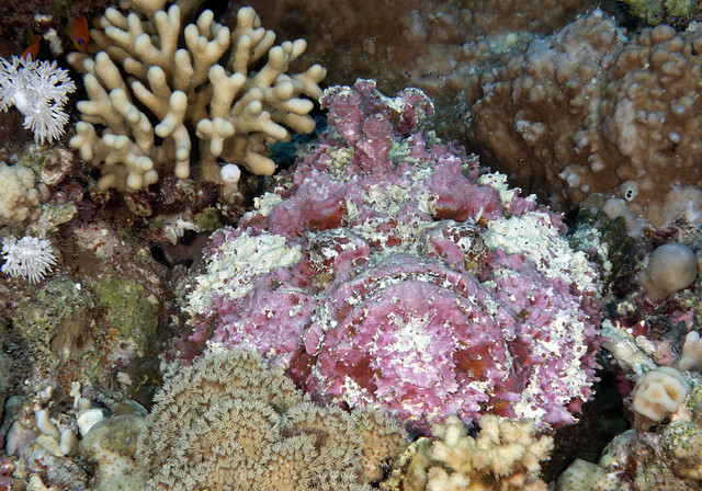 Stonefish, Red Sea