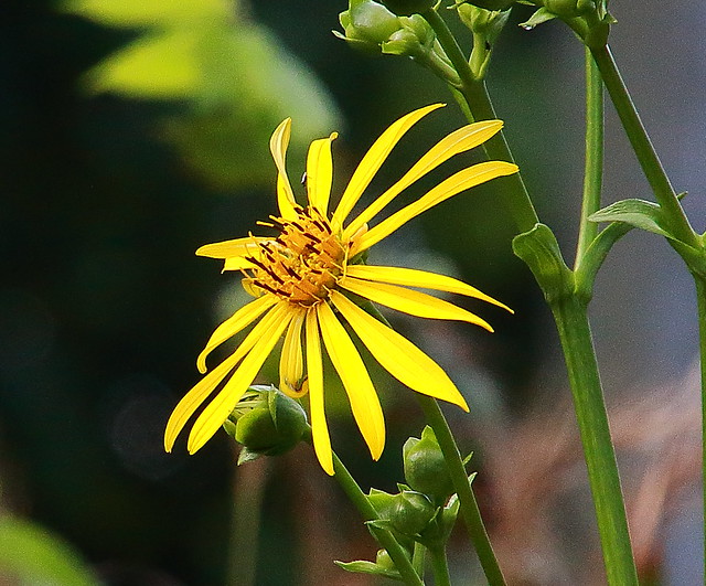 Rosinweed (wildflower) -  Boxley Valley, Northwest Arkansas