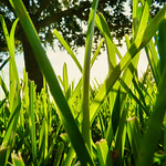 Lawn grass in suburban Tampa, Florida. St. Augustine Grass.  Dull mower blade.  