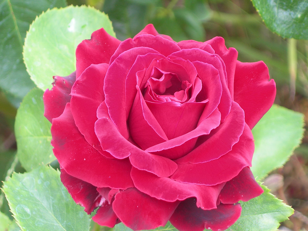 L Red Roses All Red | Lovely red rose grows in the front garden. Archive… | Flickr